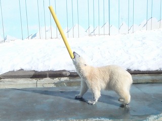 写真：ホッキョクグマ2