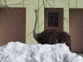 写真：ダチョウ2