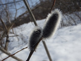 写真：ヤナギの冬芽