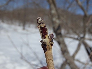 写真：マユミの冬芽