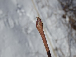 写真：イヌコリヤナギ