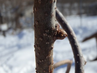 写真：ツルウメモドキの冬芽