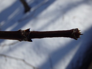 写真：ノリウツギの冬芽