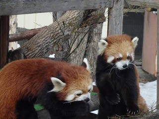 写真：レッサーパンダ1