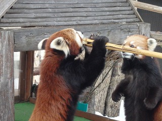 写真：レッサーパンダ2