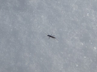 写真：雪の上を歩く虫