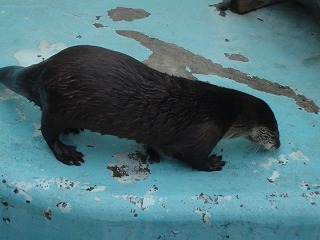 写真：カナダカワウソ1