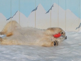 写真：転がるツヨシ2