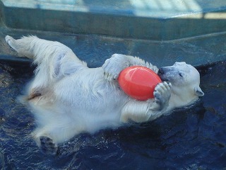 写真：赤いブイで遊ぶミルク2