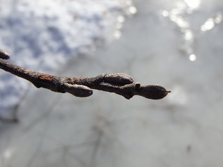 写真：ハンノキの冬芽