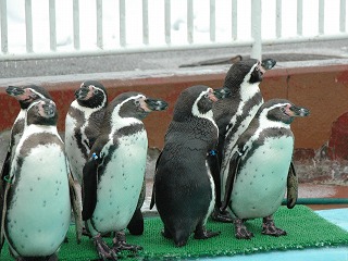 写真：フンボルトペンギン