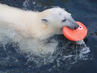 写真：湯たんぽで遊ぶホッキョクグマのミルク1