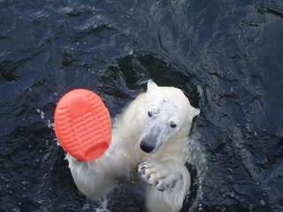 写真：湯たんぽで遊ぶホッキョクグマのミルク2