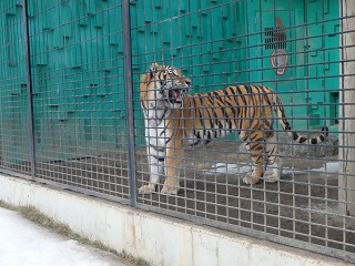 写真：アムールトラのカフカ2