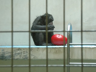 写真：チンパンジーのゆみのすけ1