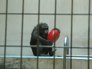 写真：チンパンジーのゆみのすけ2