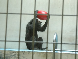 写真：チンパンジーのゆみのすけ3