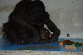 写真：オランウータン「りな」3