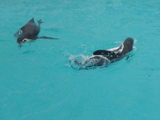 写真：プールで泳いでいるペンギン