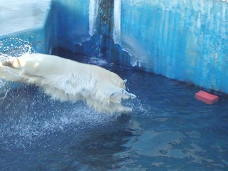 写真：大ジャンプするミルク