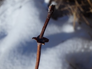 写真：クロミノウグイスカグラの冬芽