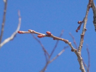 写真：エゾノバッコヤナギの冬芽