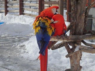 写真：アカコンゴウインコ2