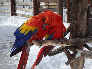 写真：アカコンゴウインコ3