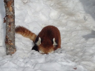 写真：レッサーパンダのシンゲン