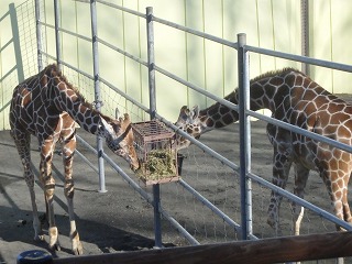 写真：乾草を食べるスカイとコハネ