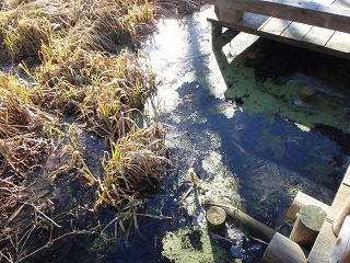 写真：氷が張った池の水面