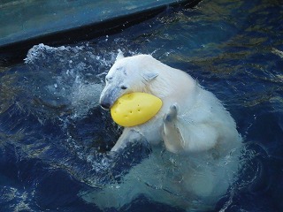 写真：元気に遊ぶミルク