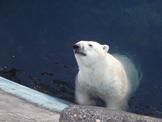 写真：見上げるツヨシ