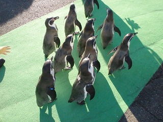写真：フンボルトペンギンの散歩1