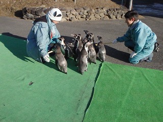 写真：フンボルトペンギンの散歩2