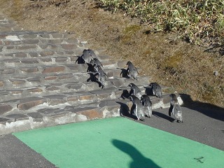 写真：フンボルトペンギンの散歩3