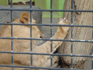 写真：爪とぎするゆうひ