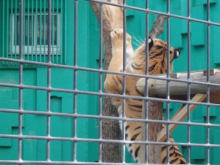 写真：爪とぎするカフカ