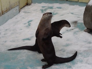 写真：踊っているように見えるカナダカワウソ