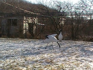 写真：タンチョウのペア2