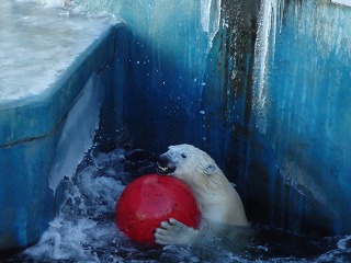 写真：浮き球で遊ぶミルク3