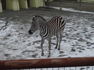 写真：雪の上を歩くグラントシマウマの小夏