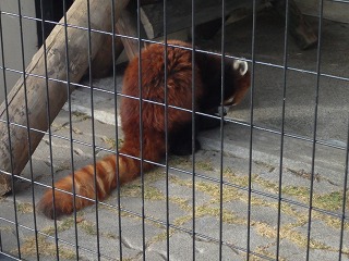 写真：レッサーパンダのメイメイ