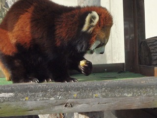 写真：レッサーパンダのコーアイ