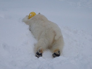 写真：雪の中で大はしゃぎするミルク