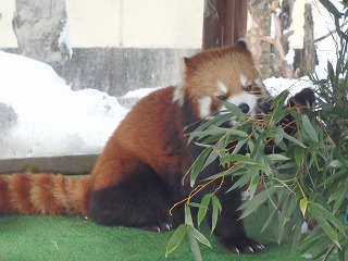 写真：レッサーパンダのコーアイ