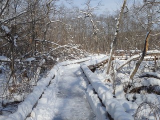 写真：木が倒れたり、枝が落ちたりした通路