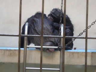 写真：チンパンジーのゆみのすけとリリー