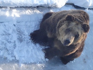 写真：ヒグマのヤマト