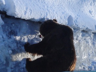 写真：雪壁の中を掘るヤマト2